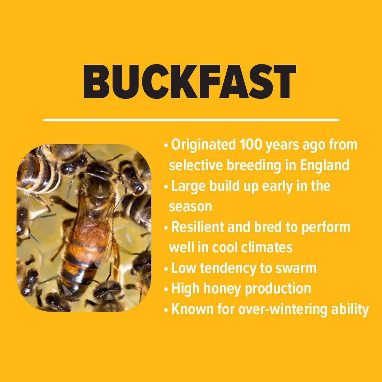 Buckfast Package Honey Bees - CHOOSE YOUR PICKUP LOCATION