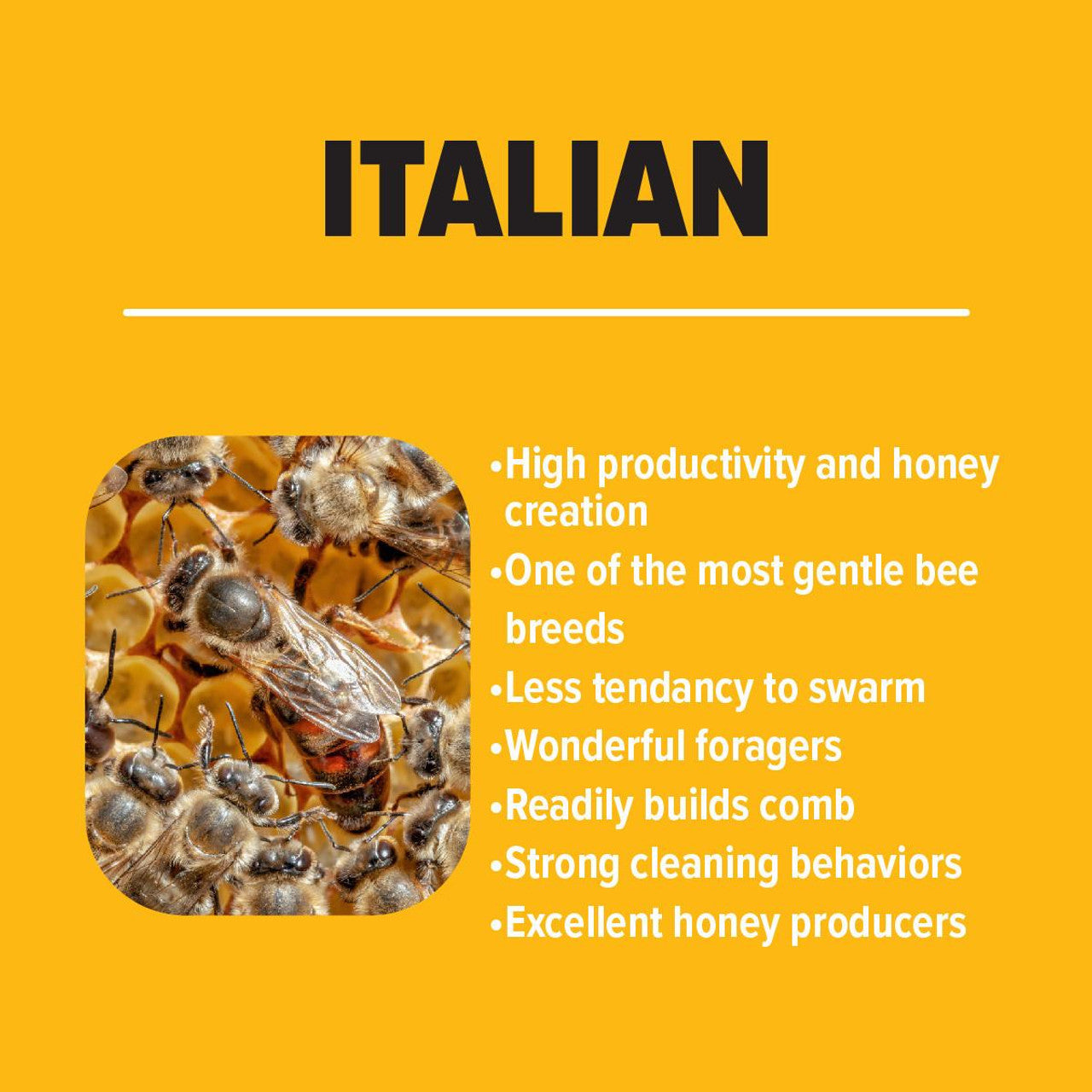 Italian Package Honey Bees - CHOOSE YOUR PICKUP LOCATION